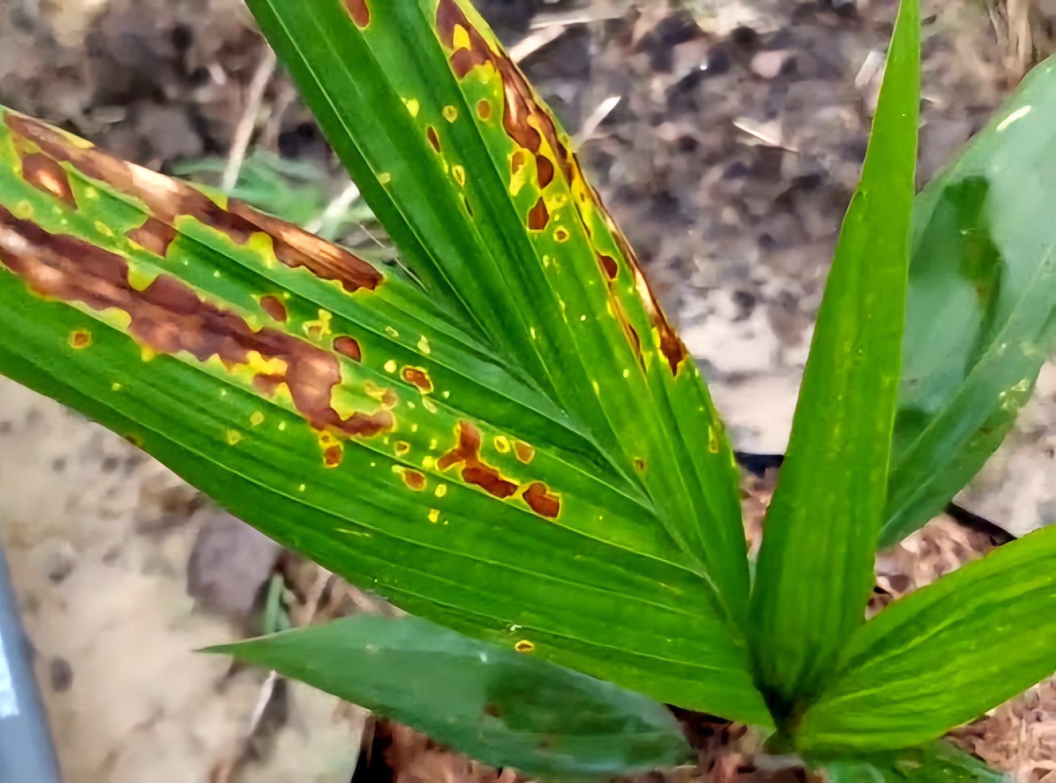 Penyebab Bercak Daun Sawit dan Cara Pengendaliannya