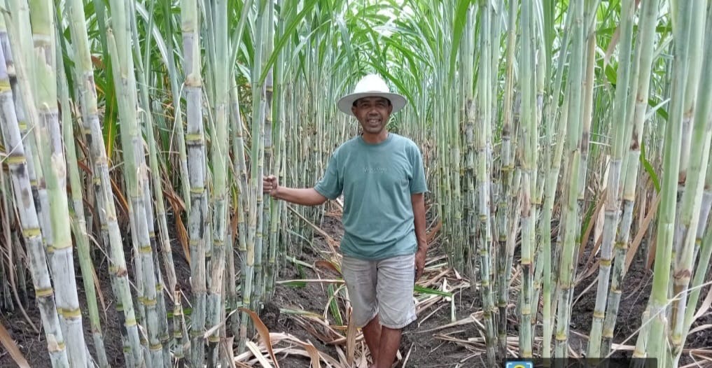 Tingkatkan Produksi Tebu, Pemerintah Bagikan 2 Varietas “Super” NXI 4T dan Panjalu