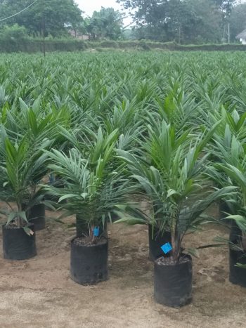SUDAH 26 PERUSAHAAN IKUT TERLIBAT DALAM PSR