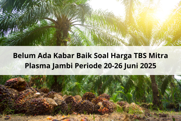 Belum Ada Kabar Baik Soal Harga TBS Mitra Plasma Jambi Periode 20-26 Juni 2025