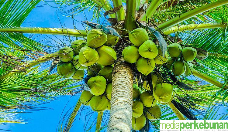Ini Jurus Ampuh Atas Hama Sexava di Perkebunan Kelapa