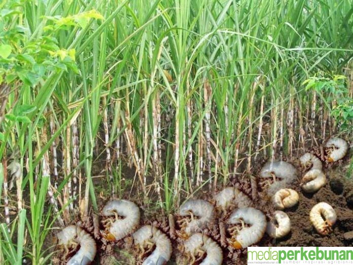 Gerakan Pengendalian Uret Tebu di Kediri