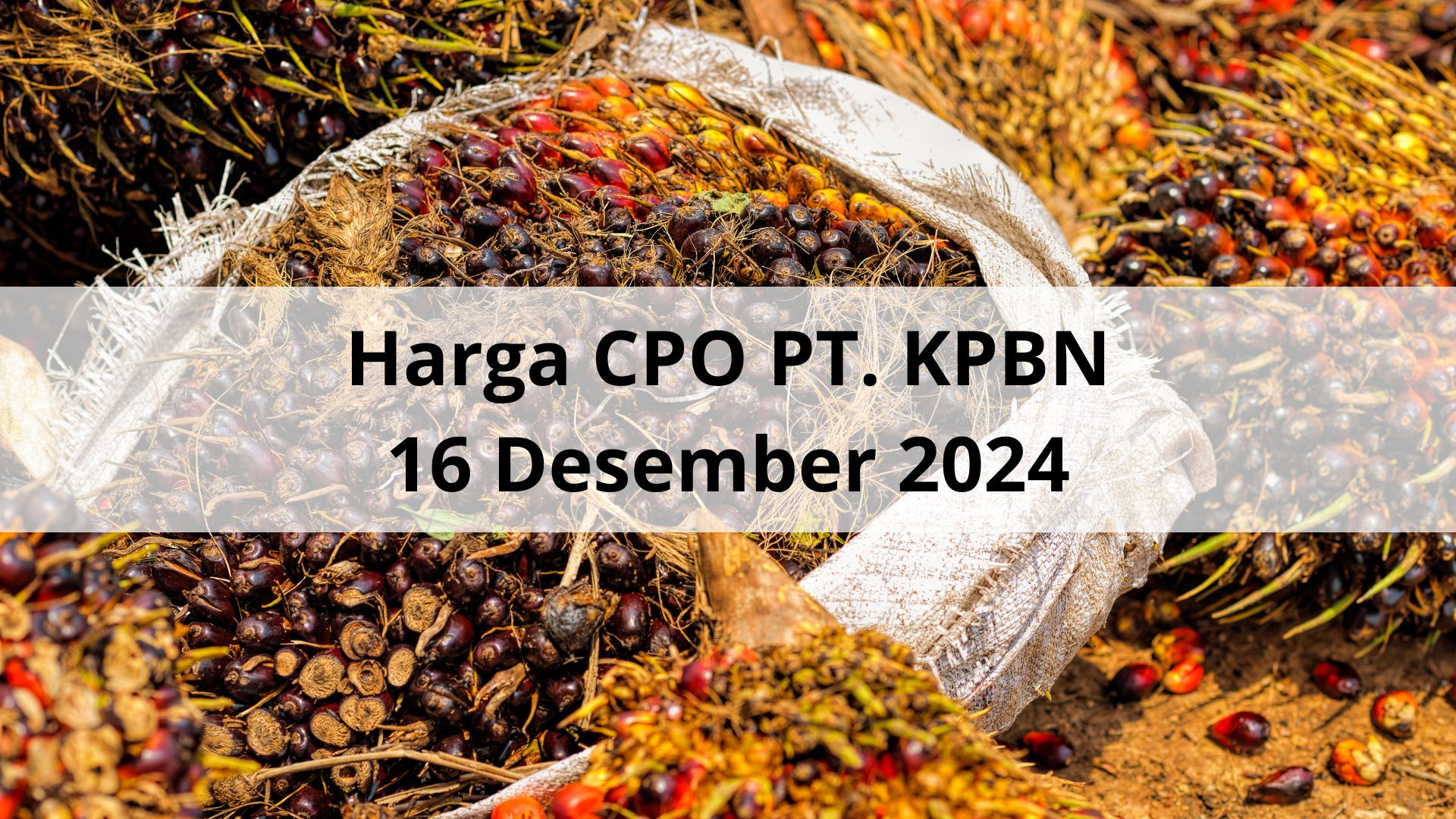 Bangkit Perlahan dan Naik Rp 36 Harga CPO Hasil Tender PT KPBN Periode 16 Desember 2024