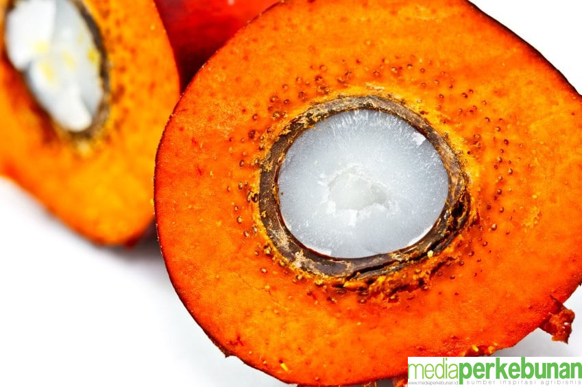 Manfaat Kernel Sawit atau PKO, Bagaimana Proses Produksinya?