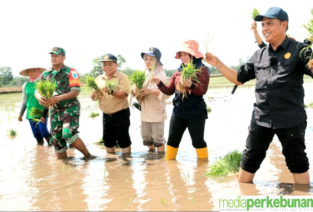 OPLAH Harus Diperhatikan untuk Tingkatkan Produksi Padi di Kalteng