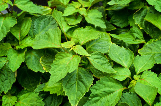 Harga Nilam Saat Ini Tembus 1 Juta per Kilo, Ini Prospek Usaha Nilam!