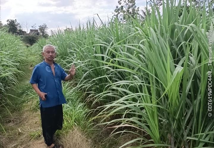 Mengenal Penangkar Tanaman Perkebunan 3 Dekade Asal Jatim
