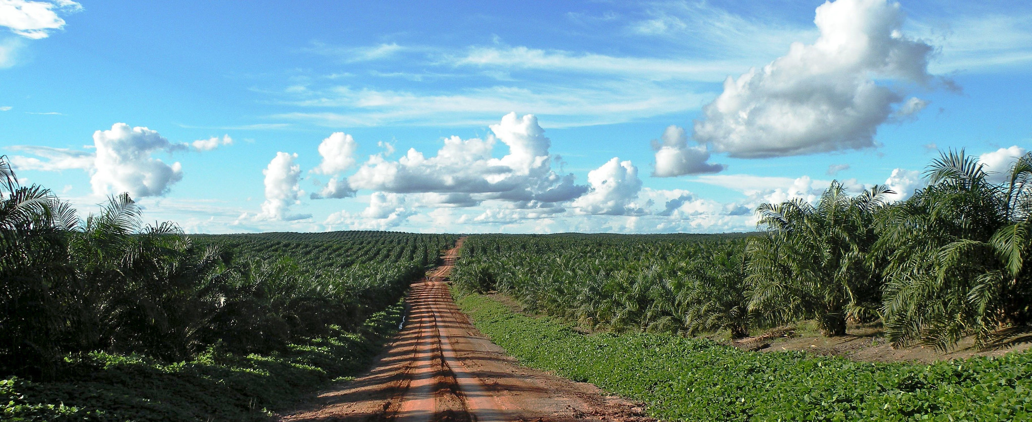 Perubahan Iklim: Ancaman Nyata bagi Produktivitas Kelapa Sawit