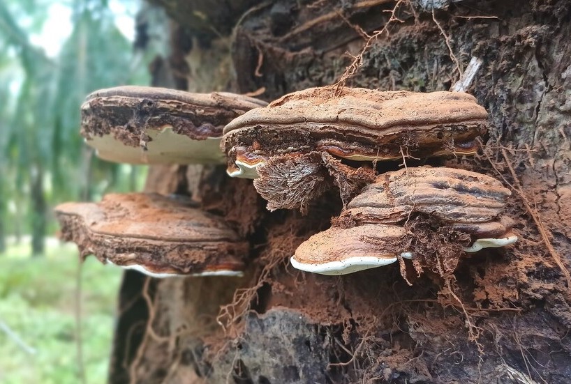 Siklus Penyakit Busuk Pangkal Batang dan Interaksinya dengan Pohon Kelapa Sawit
