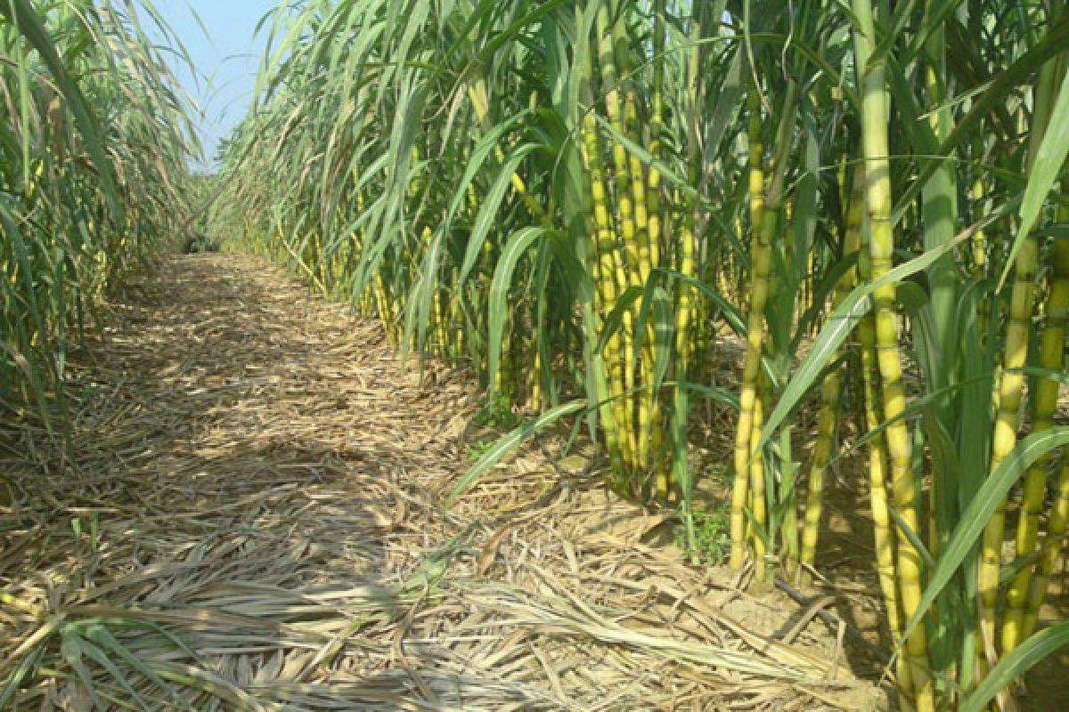 Ditjenbun Kembangkan Kawasan Tebu 97.970 Ha Tahun 2026