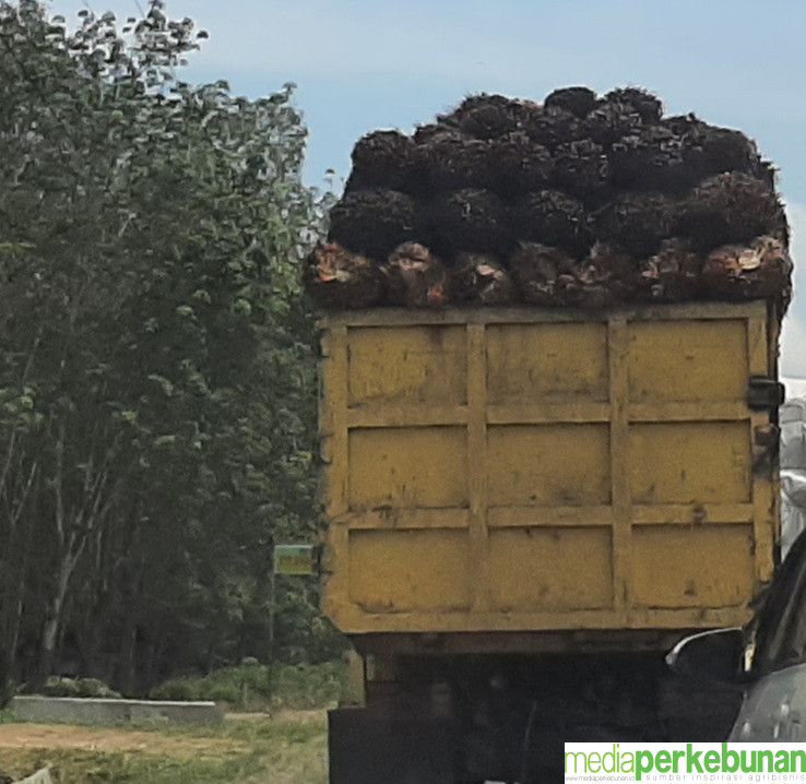 Harga TBS Jambi Naik Rp 35 Per Kg