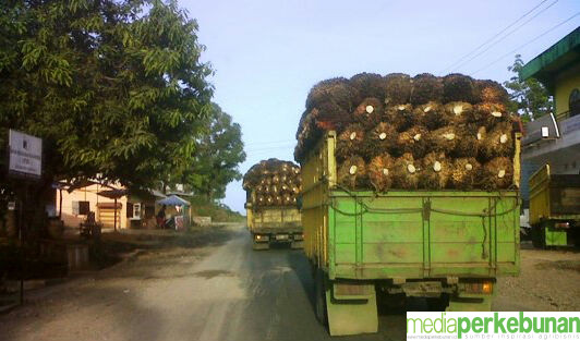 Di Jambi Harga TBS Pun Masih Terkerek Trend Naik
