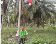 KEMENTAN DORONG PRODUKTIVITAS KELAPA