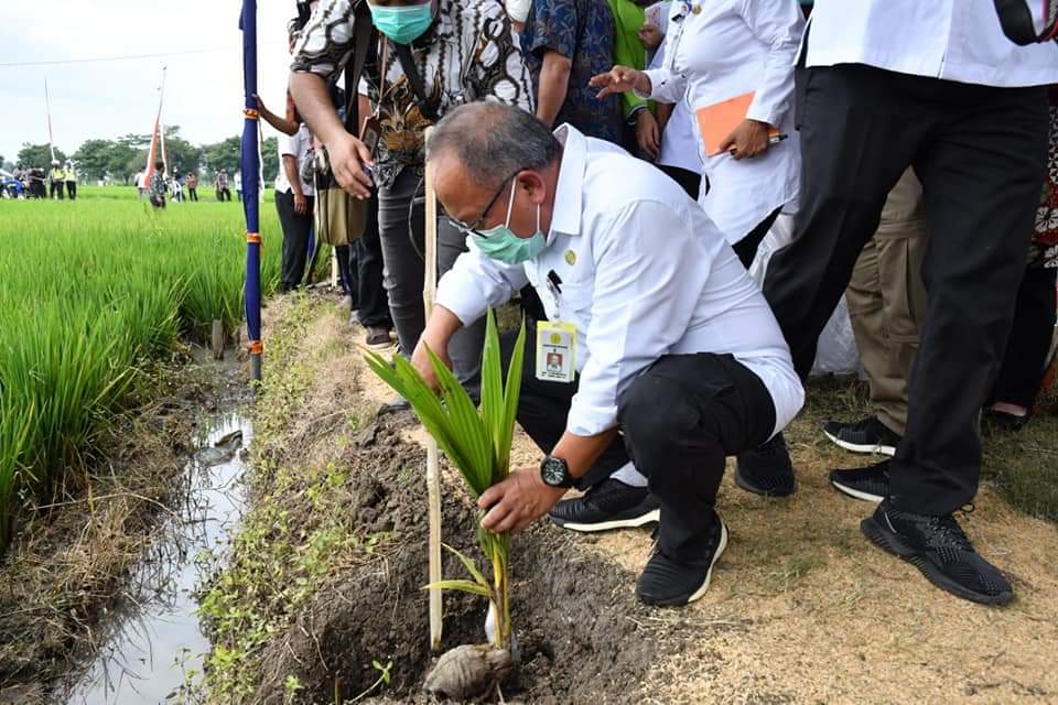 DIRJENBUN BANTU 20.000 BENIH KELAPA UNTUK INTEGRATED FARMING KARANGANYAR