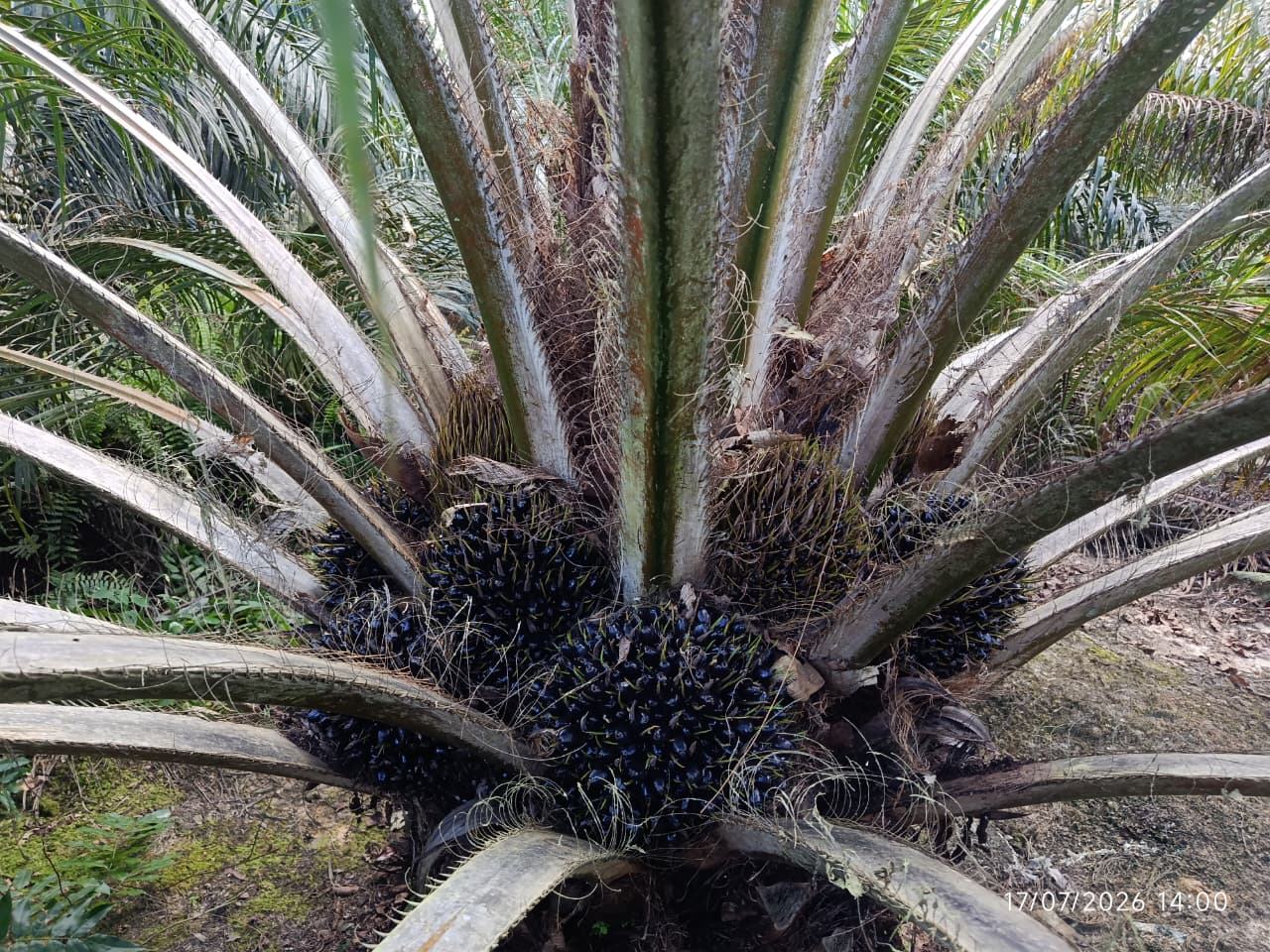Janjang buah pada tanaman fase TM 2 — vitalitas kebun peremajaan di lahan marginal