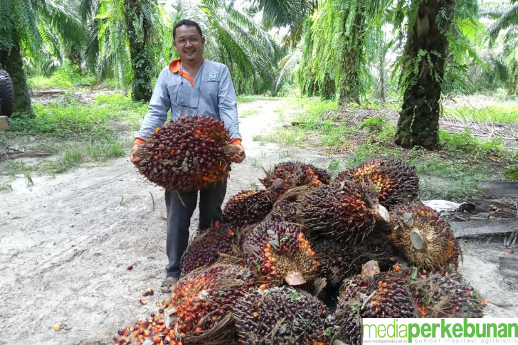 Misteri di Balik Menurunnya NTP Perkebunan Rakyat Sumut pada Februari 2025